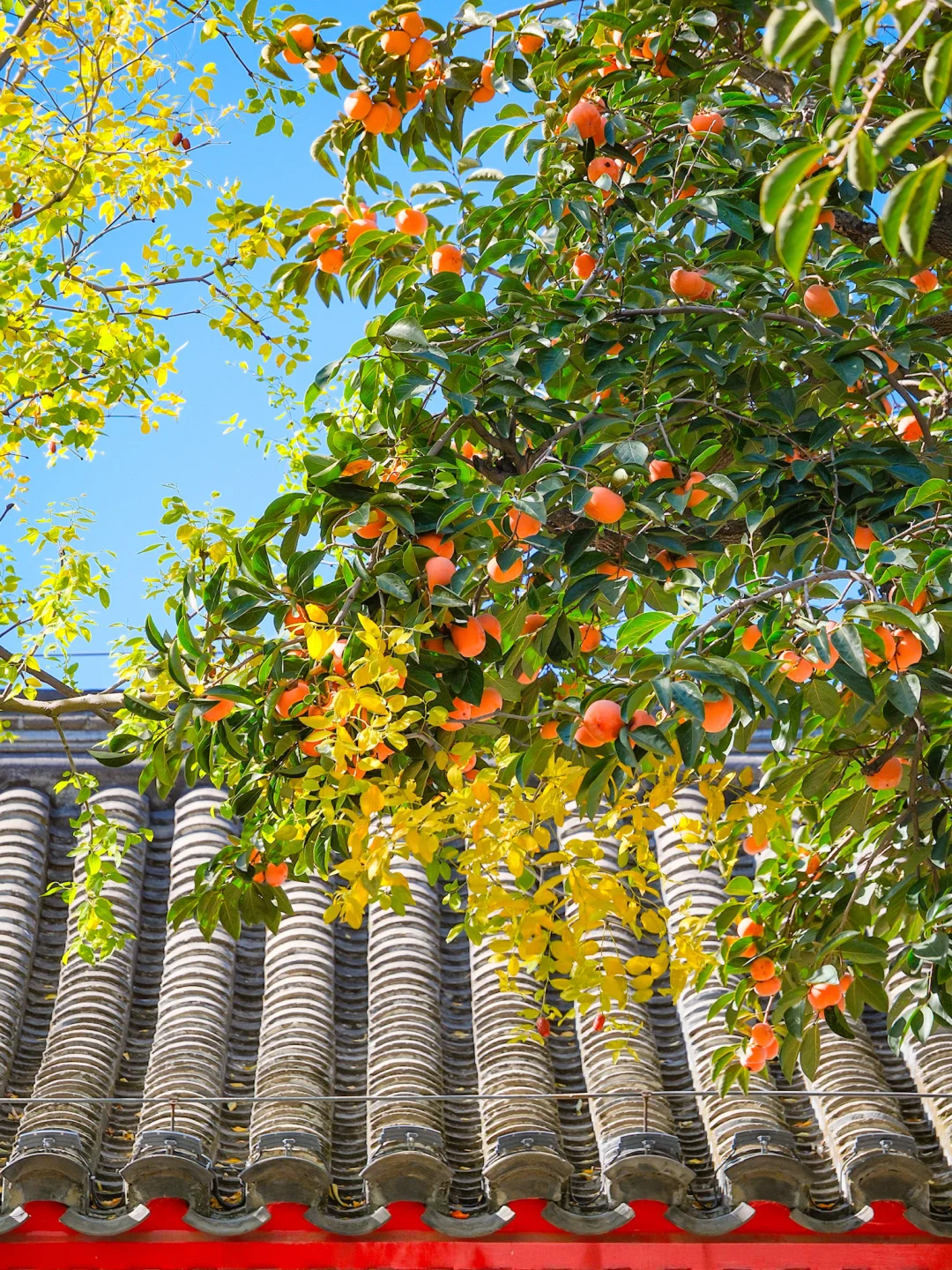 最早入秋路线🍂逛完这里再离开北京🍁