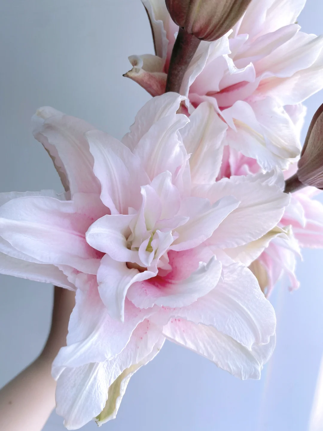 带你每天认识一种花材221｜重瓣百合伊莎贝拉