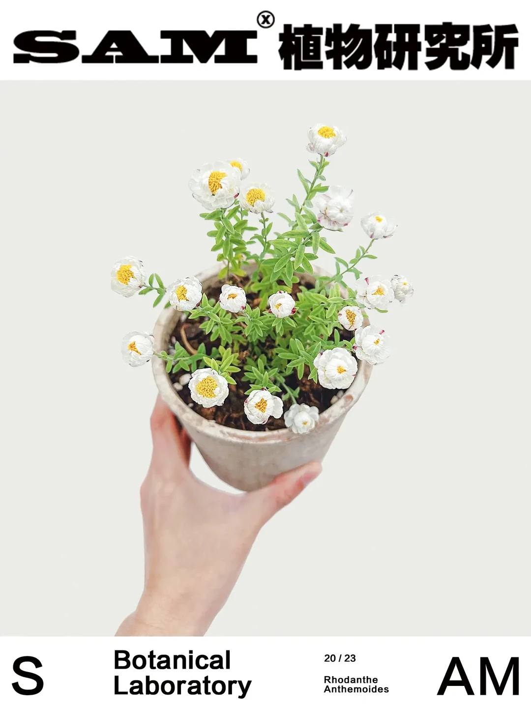 鳞托菊｜ Helipterum Manglesii