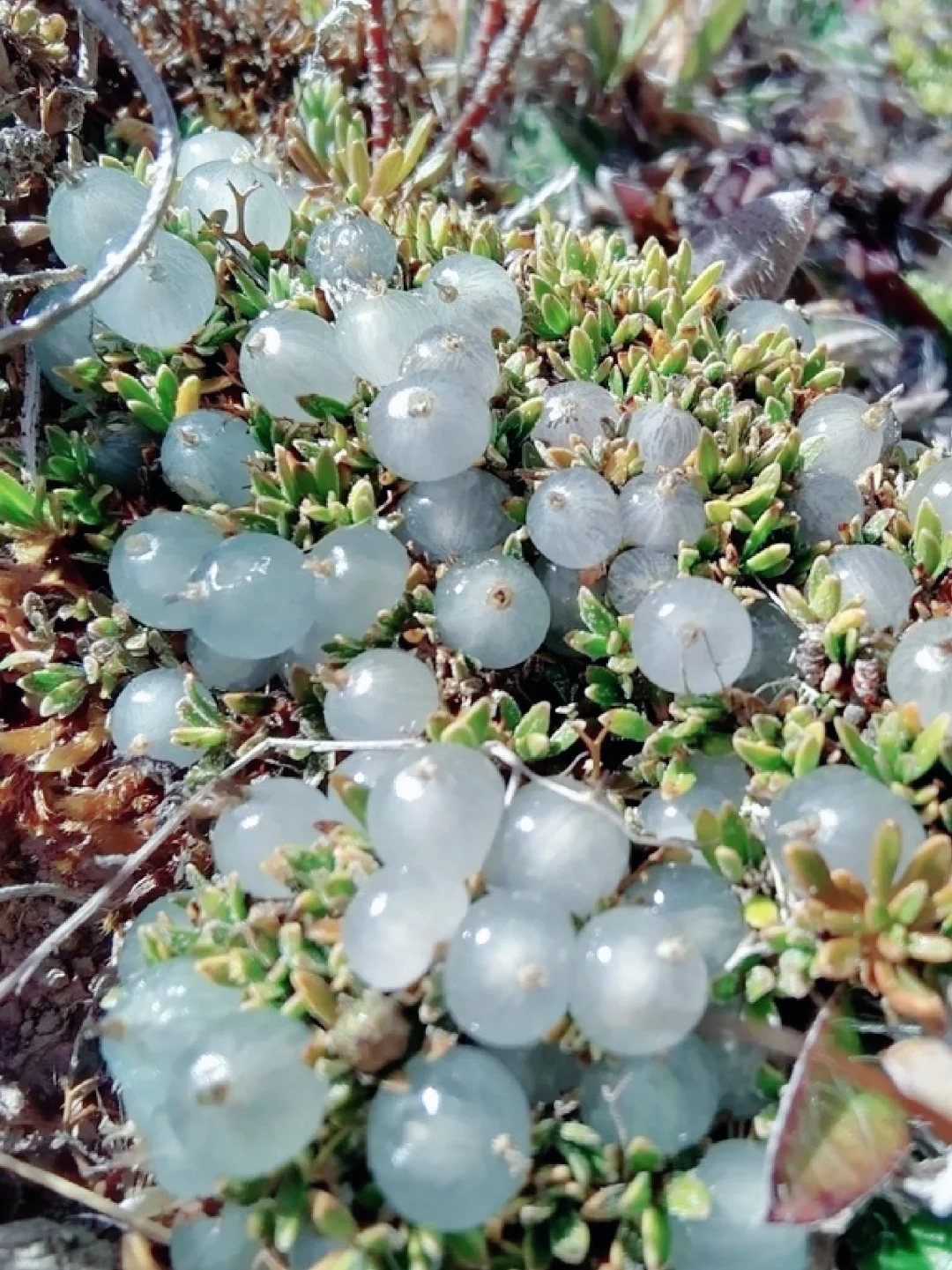 颜值浆果～珍珠石莓Coprosma petriei