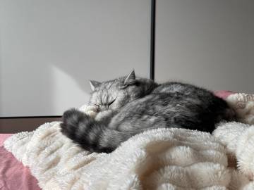 看似假寐，实则耳听八方<br />肉肉（哨兵模式🔛）