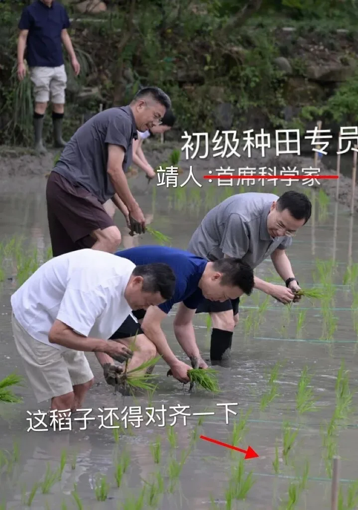 阿里高层集体下田插秧，厂友解读挺有意思😂
