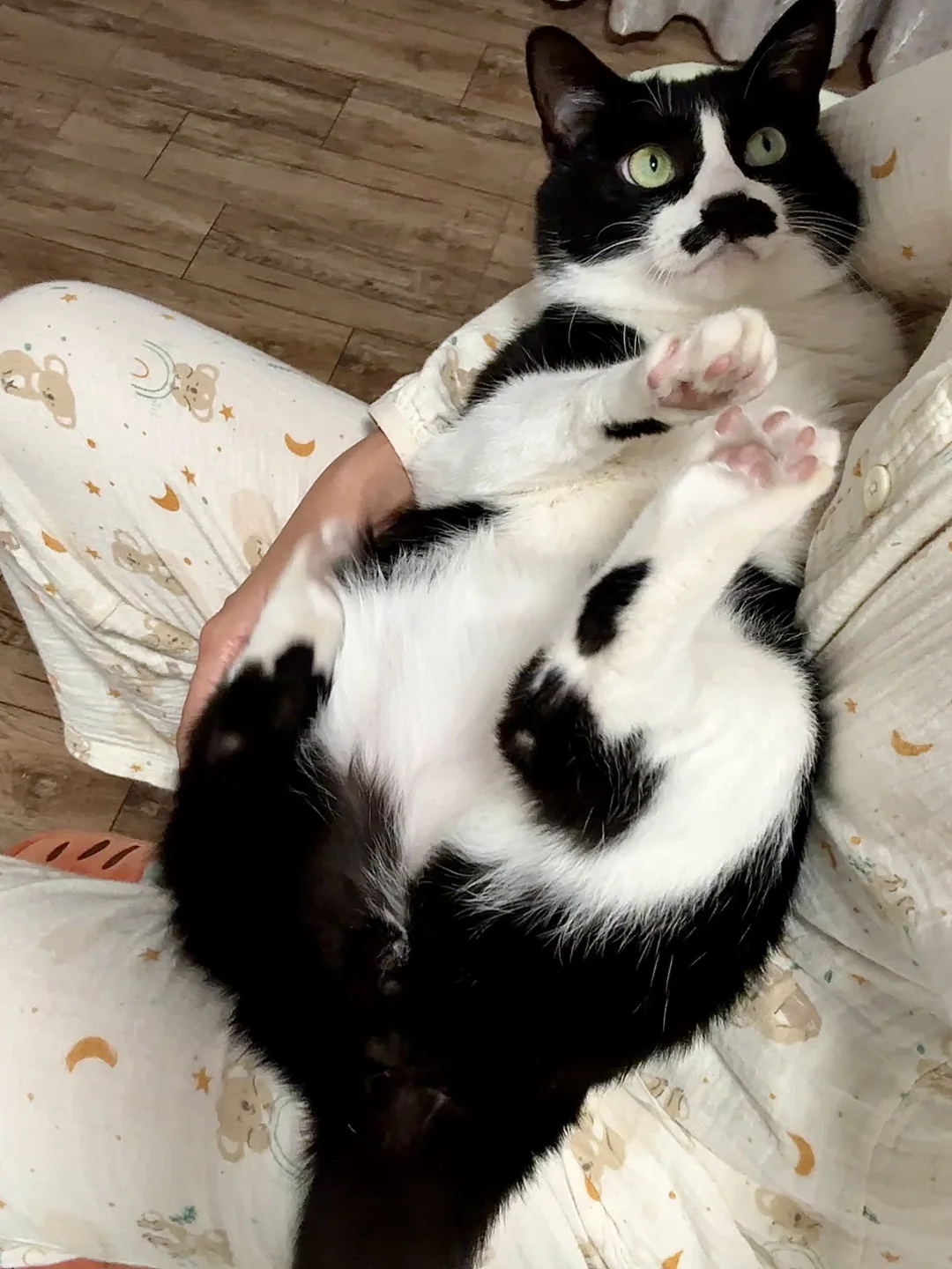 咪咪有几个咪咪？