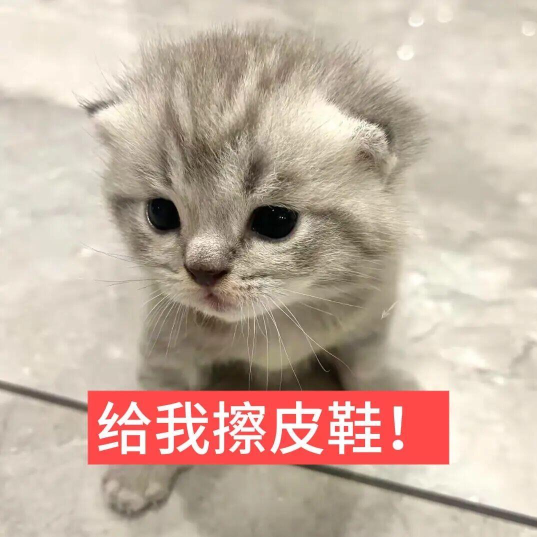 糊糊小猫表情包金秋壁纸大放送