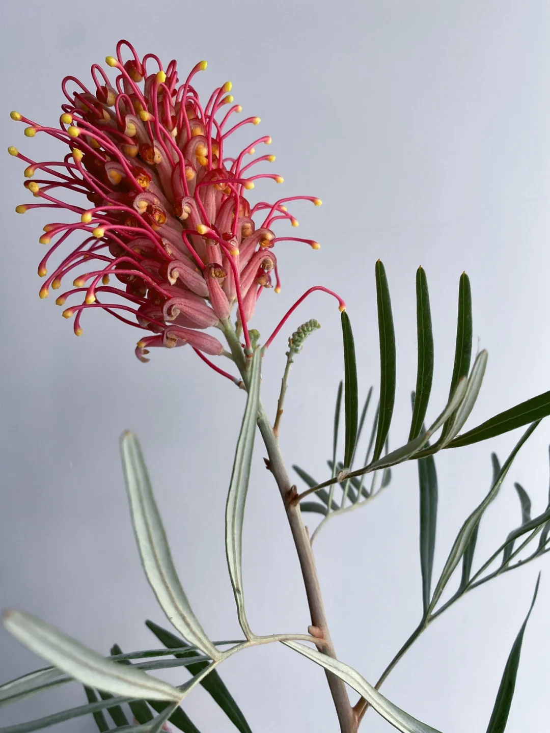 带你每天认识一种花材148｜红花银桦