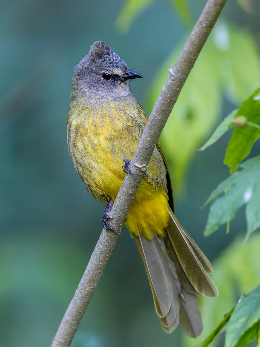 黄绿鹎教我认识一个高级单词Flavescent