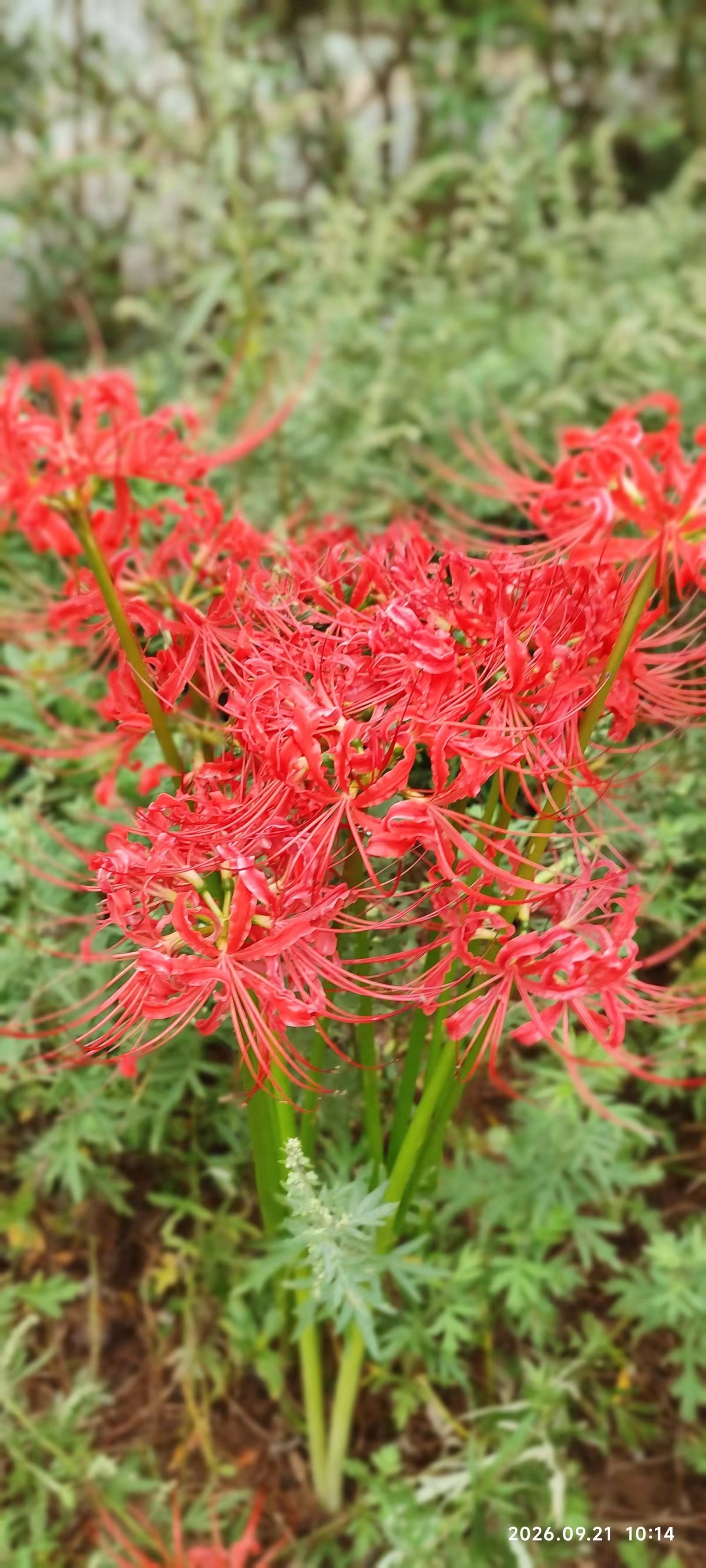 分享我这周有趣的事：花儿朵朵盛开，花开相伴，日子安稳又舒心!