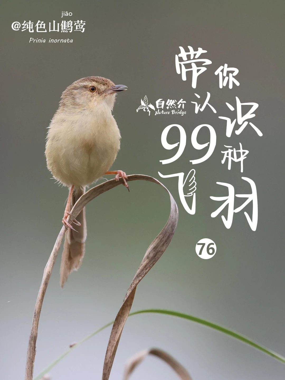 带你认识99种飞羽