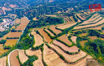 《山西平陆：太行梯田染金 夏收图景入画来》近日，平陆县圣人涧镇南村村的...
