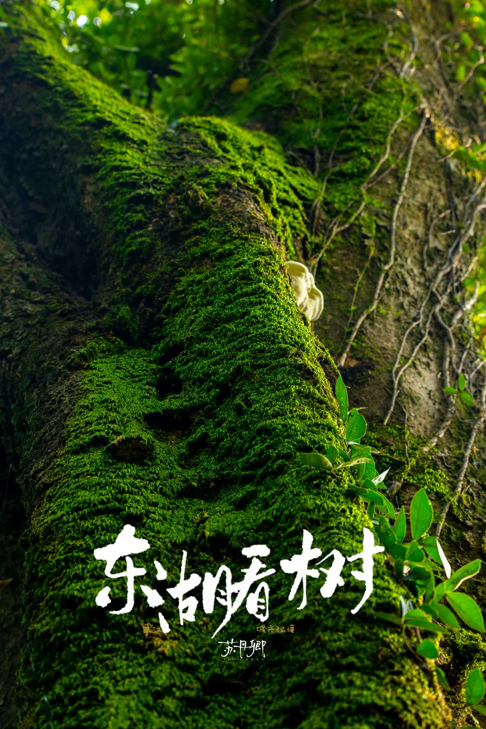 武汉东湖🌲就是一片巨大的生命能量场
