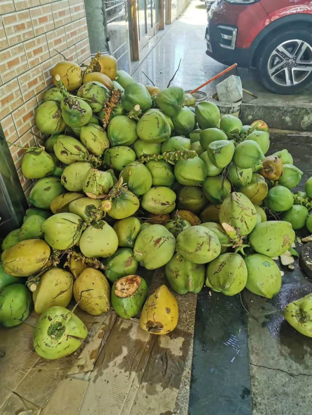 请教了三亚果农，挑椰子指南请收好