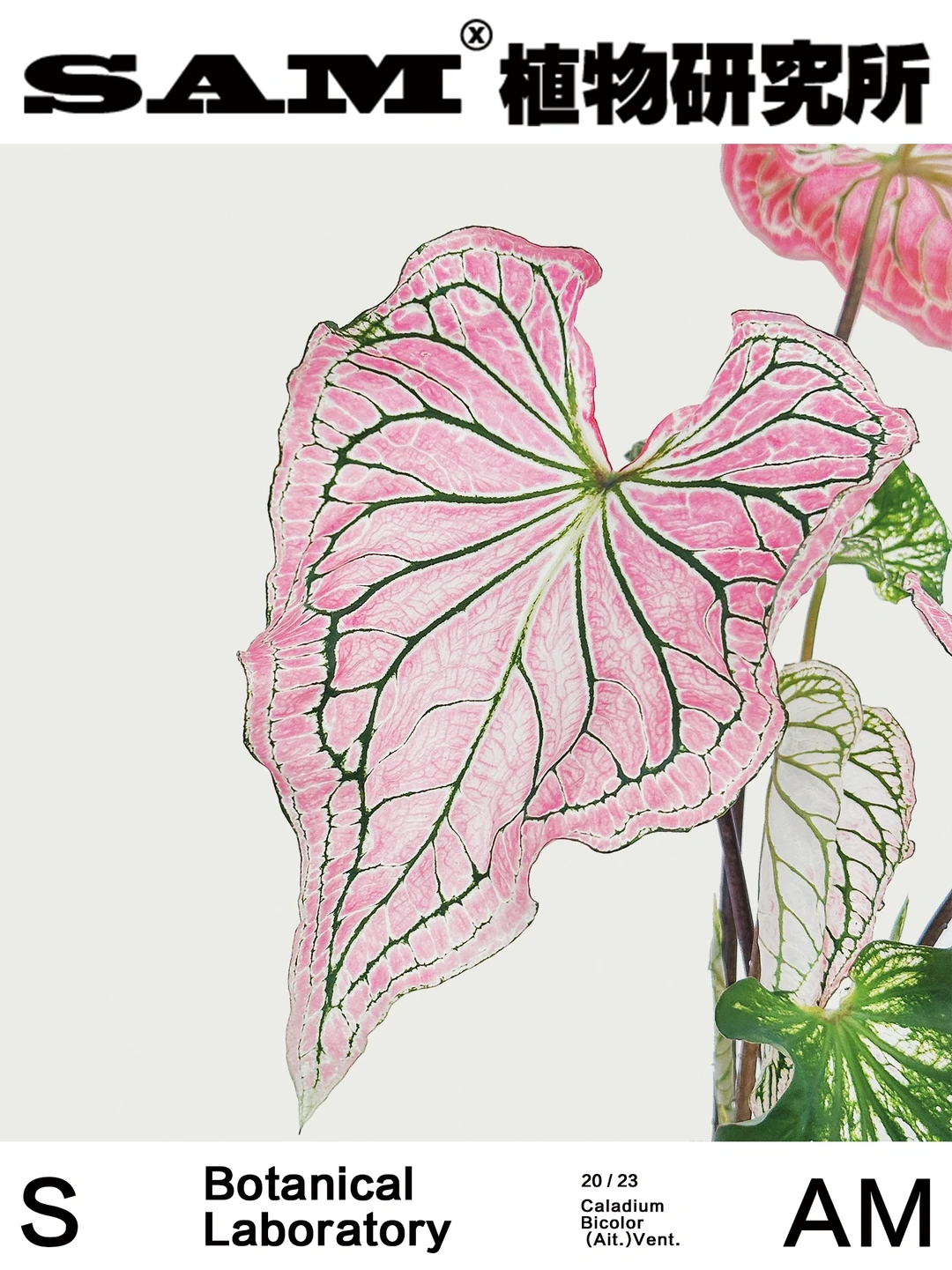 粉色和声｜Caladium Bicolor Ait.Vent.
