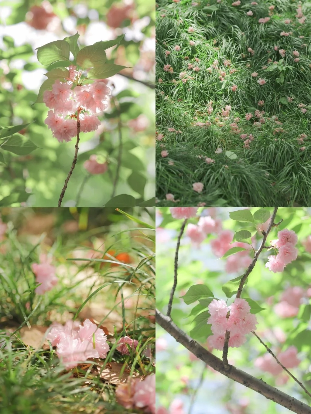 手机调色/会发光的春日滤镜，拯救废片❗️