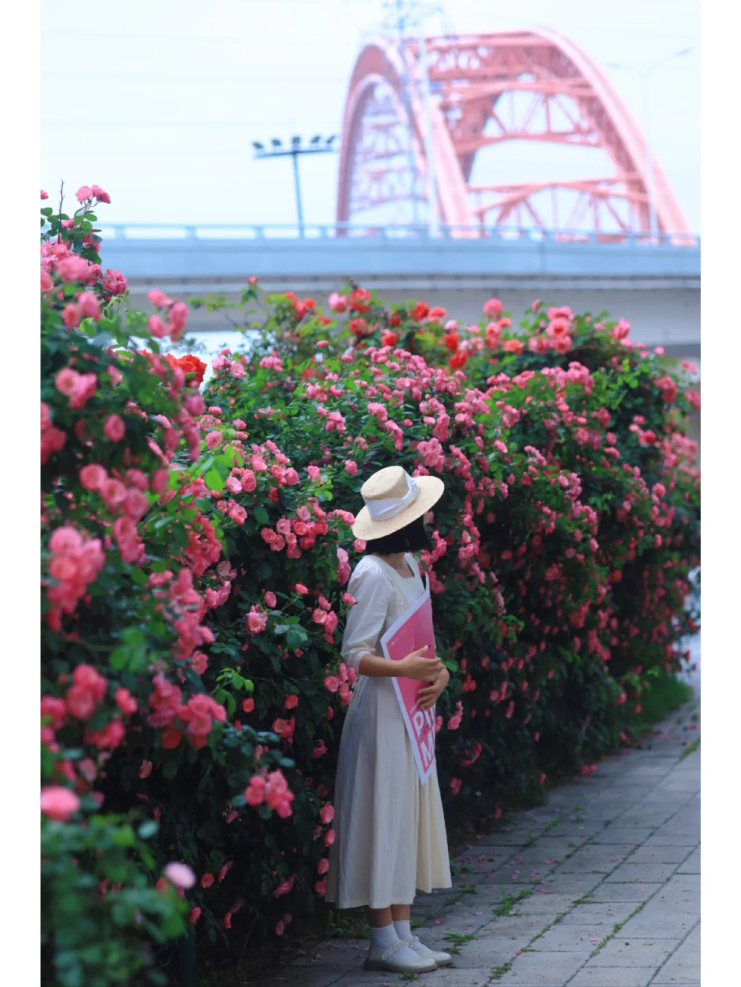 武汉超冷门500m蔷薇开爆❗️粉红风报美哭