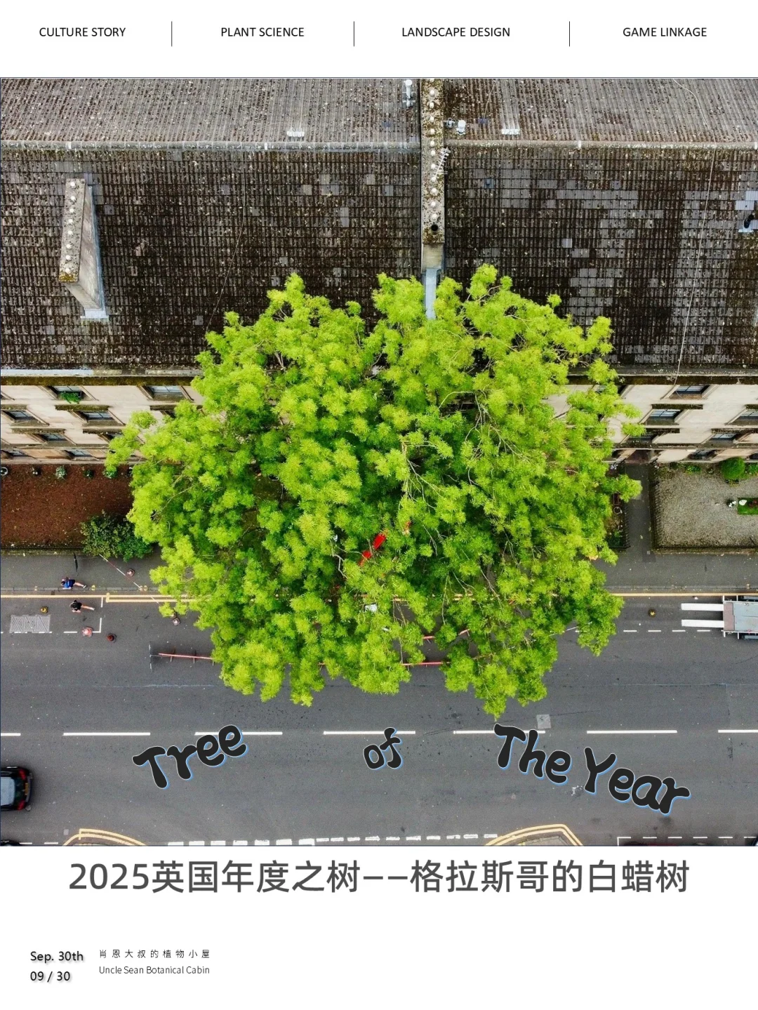 一株白蜡树将代表英国参加欧洲年度之树评比