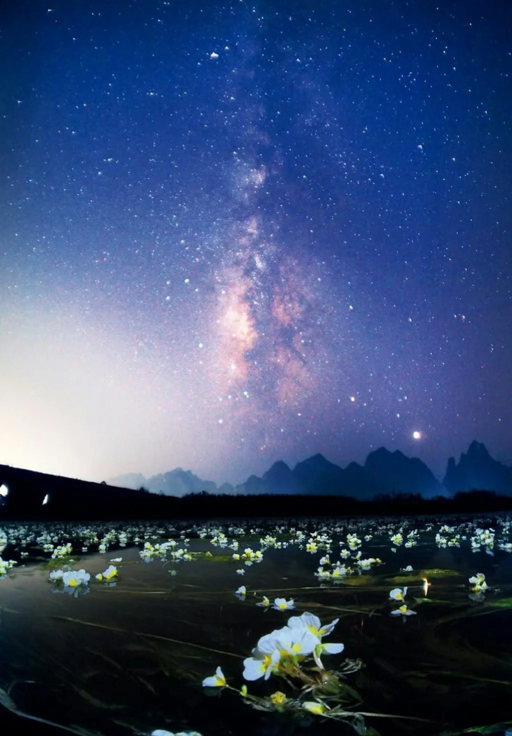 在星空下睡着的海菜花田