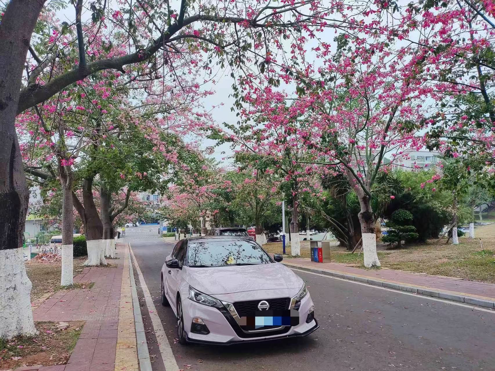 今日宜自驾｜开天籁奔赴一场繁花之约

春日街头繁花盛放，开着我的日产天籁出门自驾，随手定格这满眼浪漫。闲暇周末，抛开日常忙碌，驾驶着舒适的天籁奔赴户外，车身线条流畅优雅，停在盛放的花树下，氛围感直接拉满。

天籁的驾乘体验真的很适合出游，座椅柔软包裹感十足，长途行驶也不会觉得疲惫。后备箱空间充裕，露