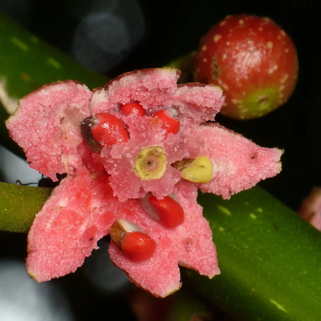 高山云雾林～濒危柠檬浆果 Siparuna