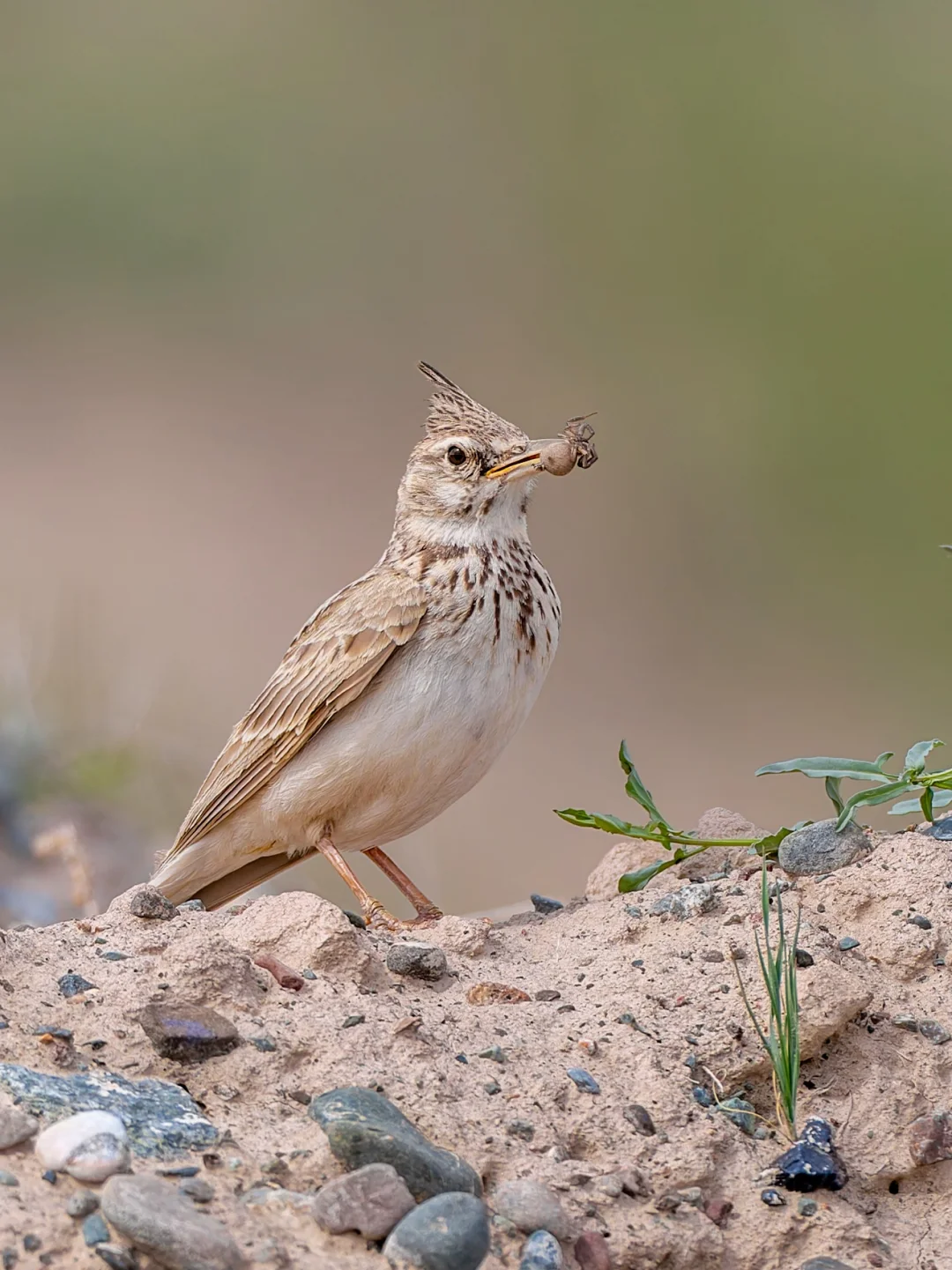 捕蛛小能手：凤头百灵