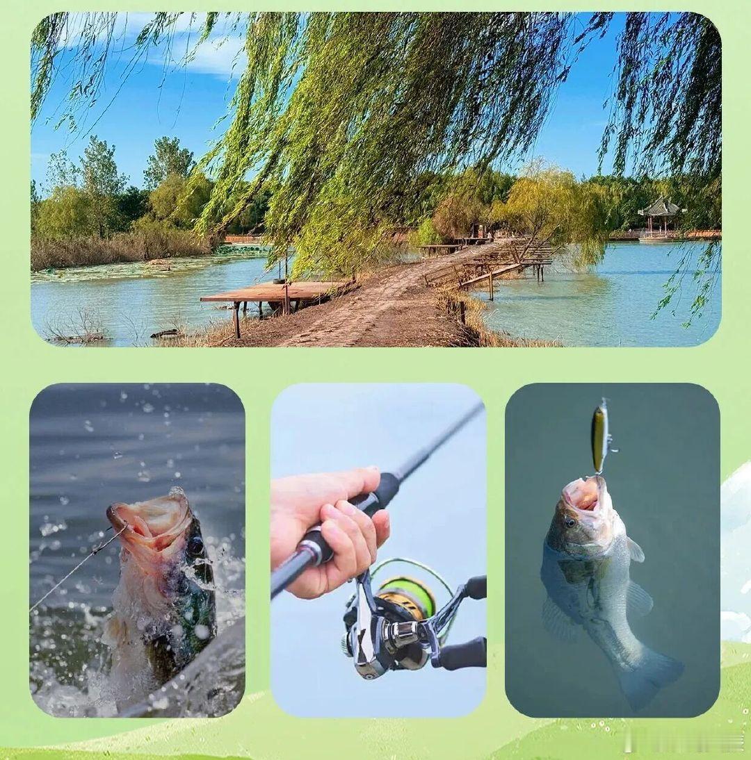 【于焦岗湖荷花淀之畔，赴一场湖钓之趣｜皖美秋日】 （来源：焦岗湖旅游度假区 一审 李   敏 二审 黄亚东 三审 花   璇）#淮水月淮南见##淮南不止于此# ​