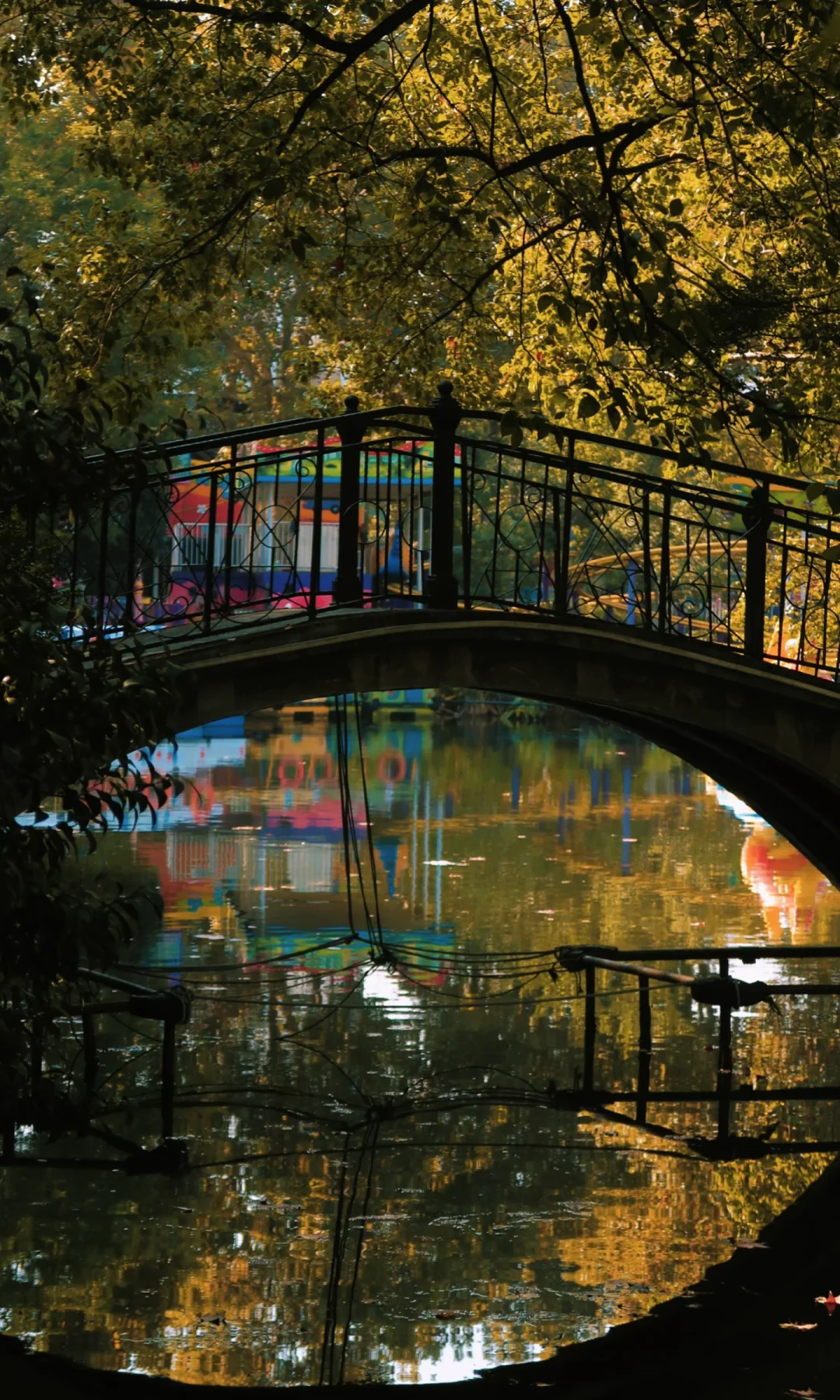 红枫🍁➕满树梧桐 | 鲁迅公园真就成了市区公园氛围天花板了