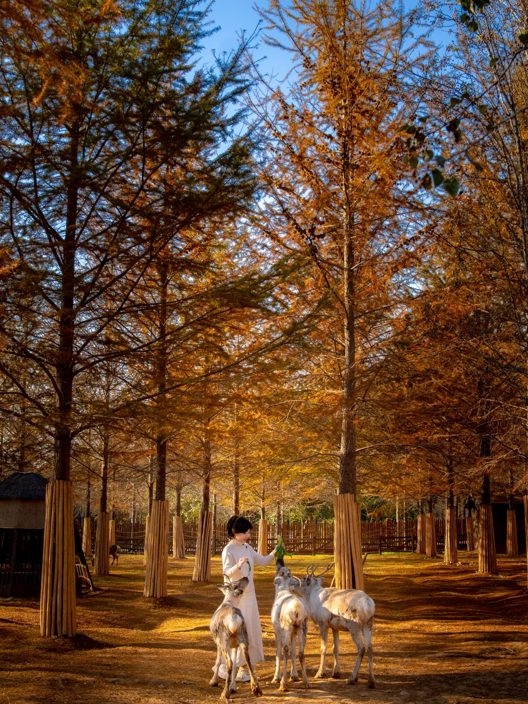 不在长白山！宜兴这里，像油画一样！