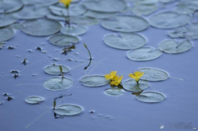 《诗经》第一花：  荇（xìng）菜 #随手拍##遇见美好##美丽北京随手拍##文旅北京[超话]##周末去哪儿##北京的夏##vivo[超话]# ​