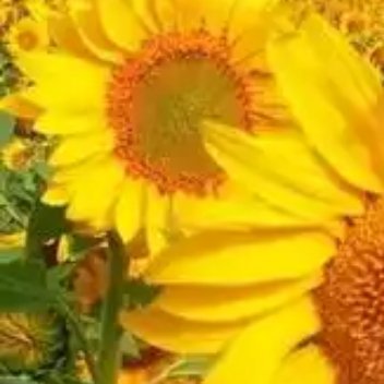 阳光信用 🌻不用总活在别人的期待里，也不用逼着自己一定要成为多么厉害...