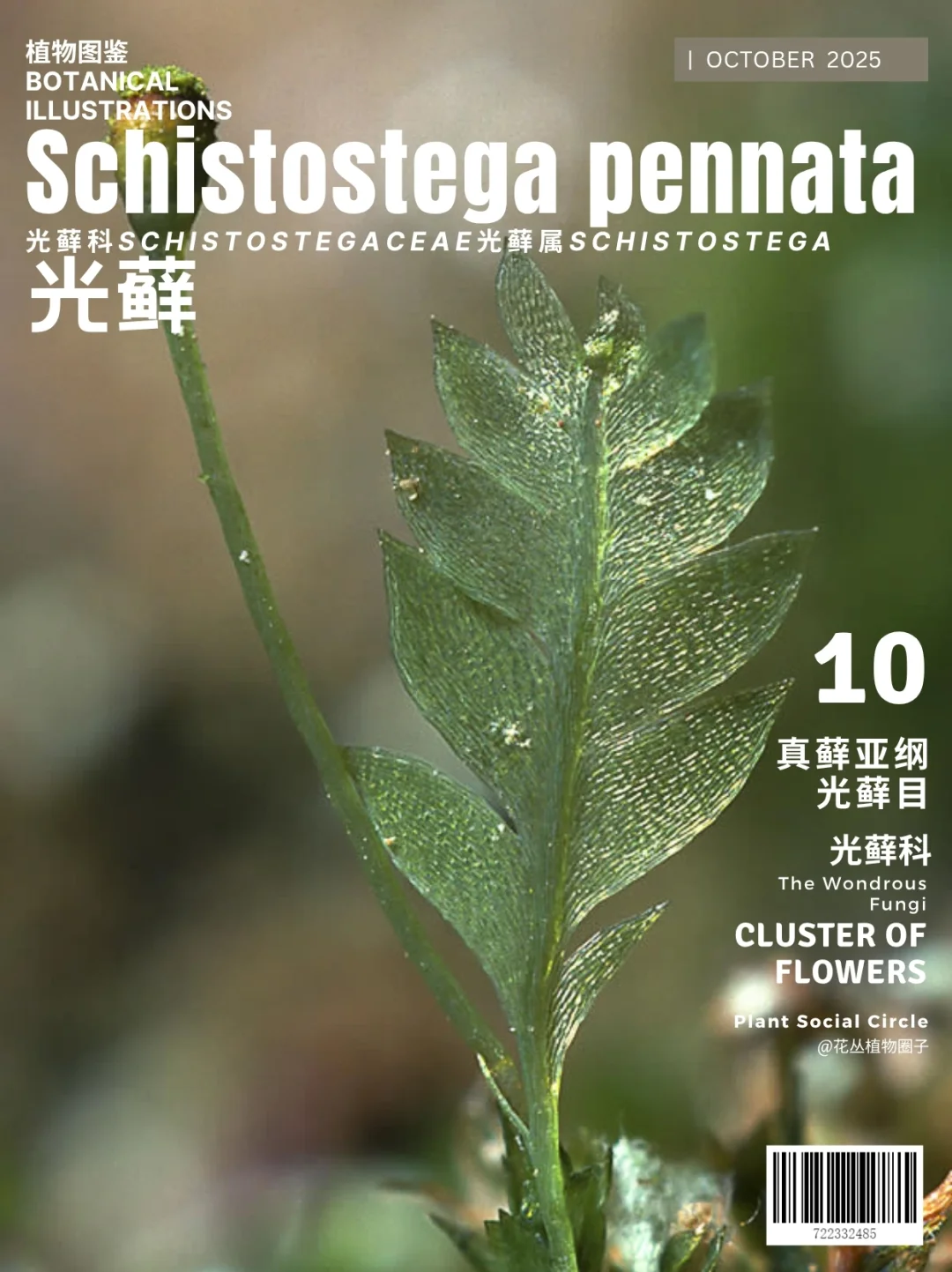 妖精的金子-发光的苔藓