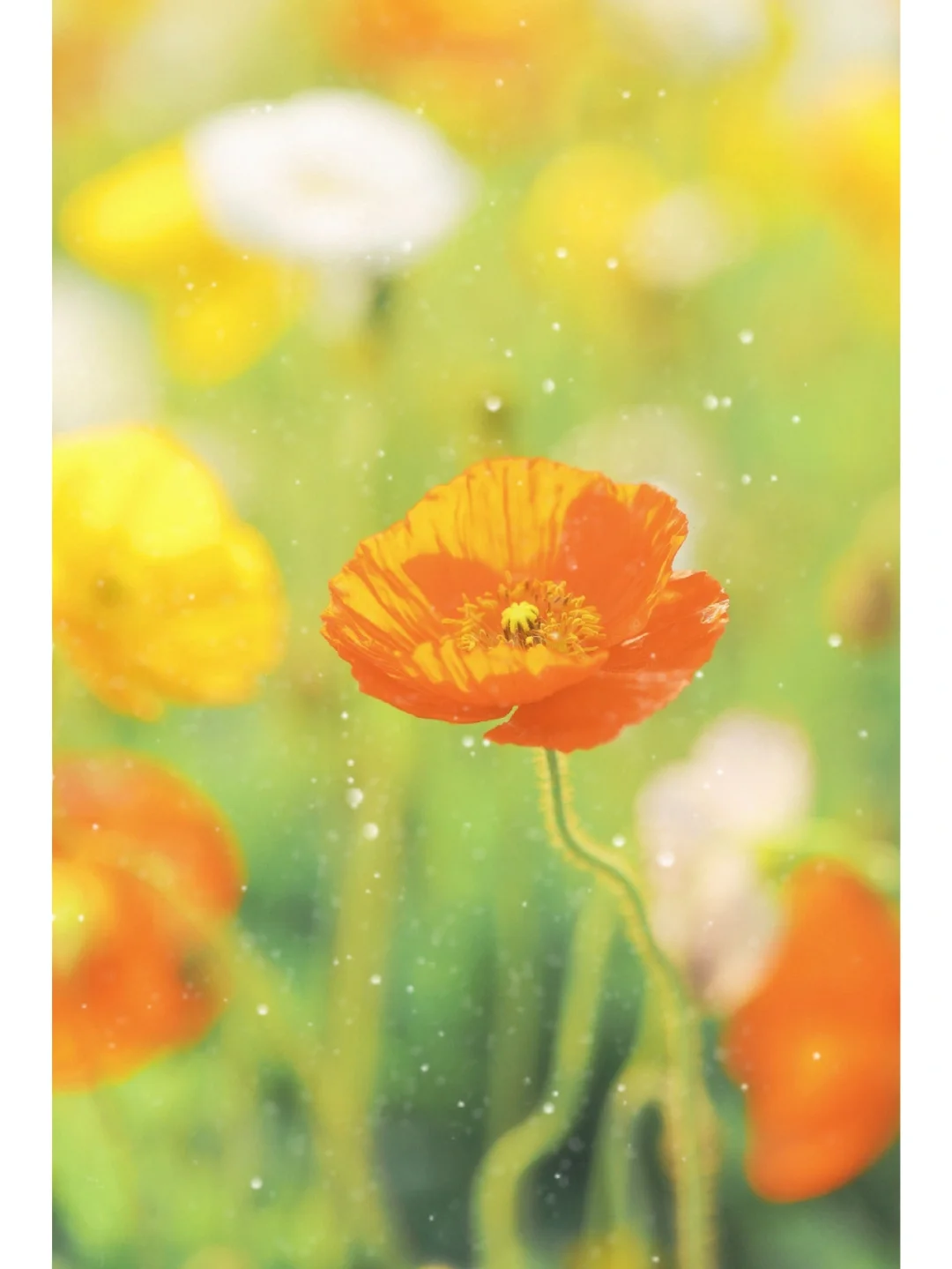 春天的影像诗/梦幻油画虞美人调色，太浪漫