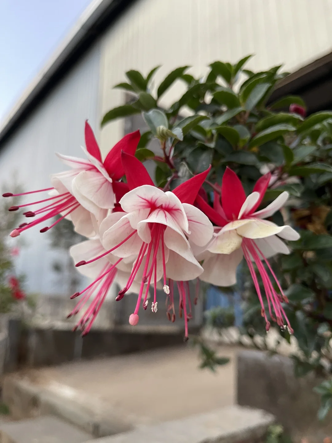 奇花异草