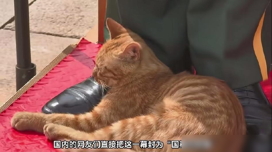 天安门“国泰民安”大橘猫火到了国外，国外的网友集体破防、直呼不可思议！

大家忙着感叹，这只大橘倒好，在武警脚边睡自己的觉，醒了伸伸懒腰、打个哈欠，蹭蹭裤腿，再回去接着睡。它可不知道什么叫走红，更不会为了镜头特意表现，偏偏这份不在意，最让人愿意多看几眼。

养过猫的人大概都懂，猫肯不肯靠近，跟人想不