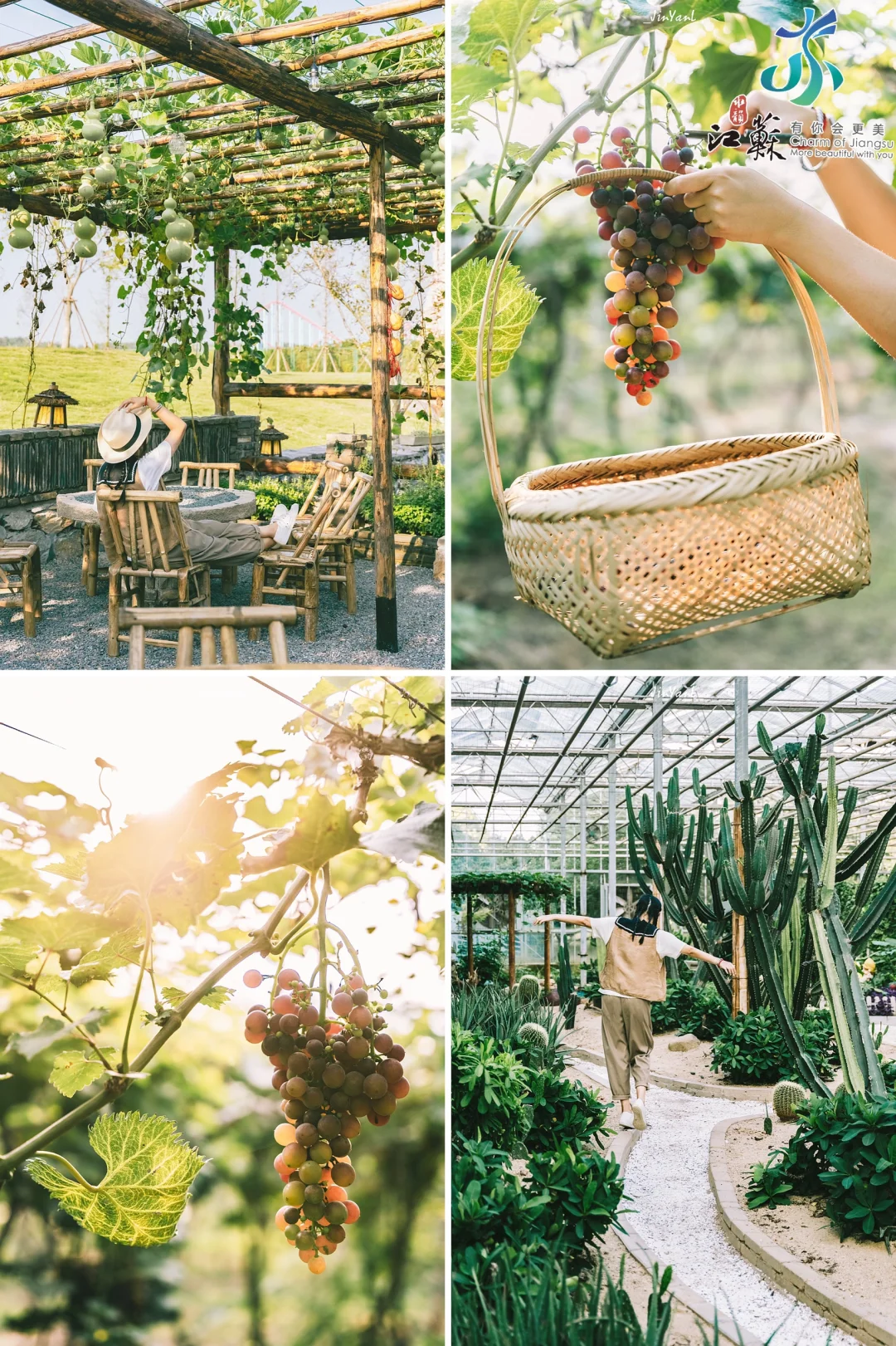 又挖到一个“田园风”度假村‼️实现葡萄🍇自由