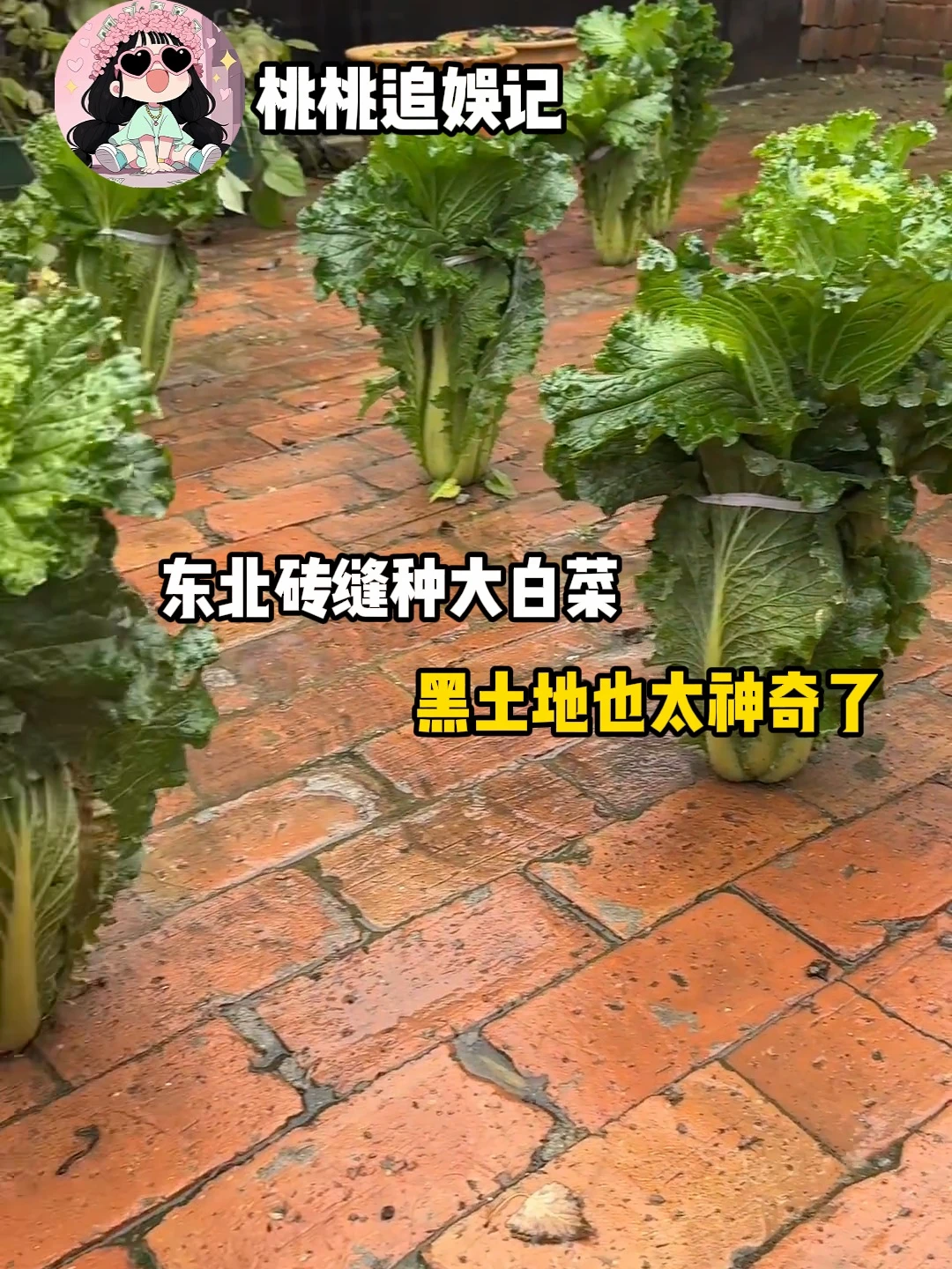 原来植物大战僵尸是写实游戏。