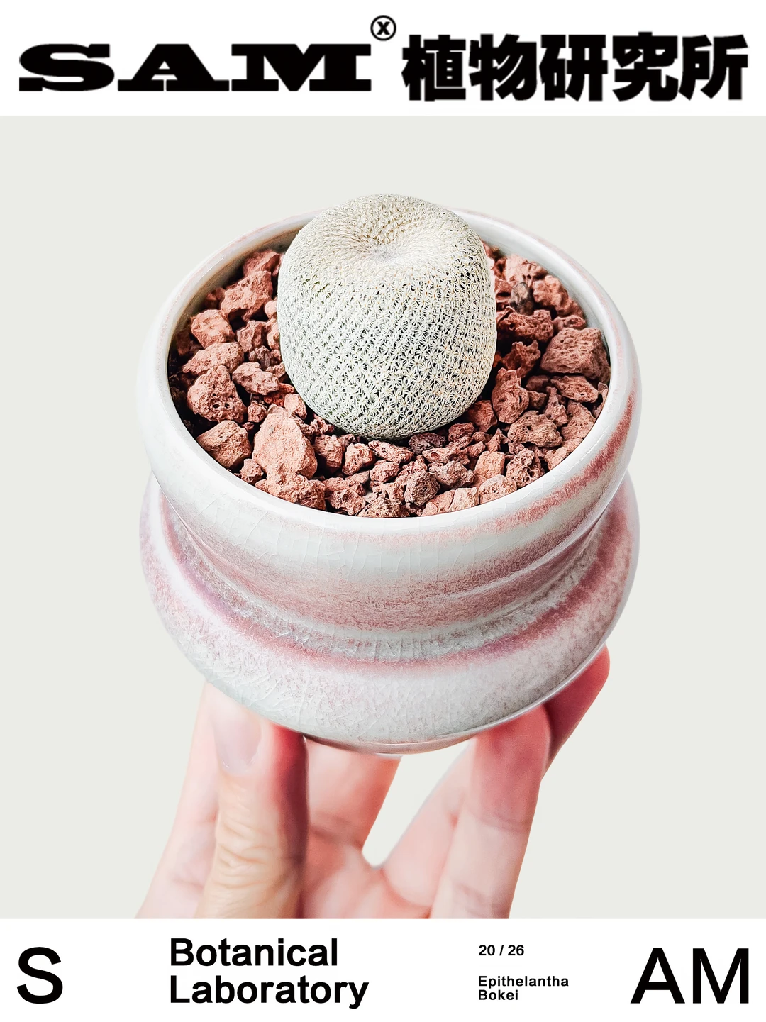 小人帽子｜Epithelantha Bokei