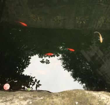 魚儿在河里游来游去