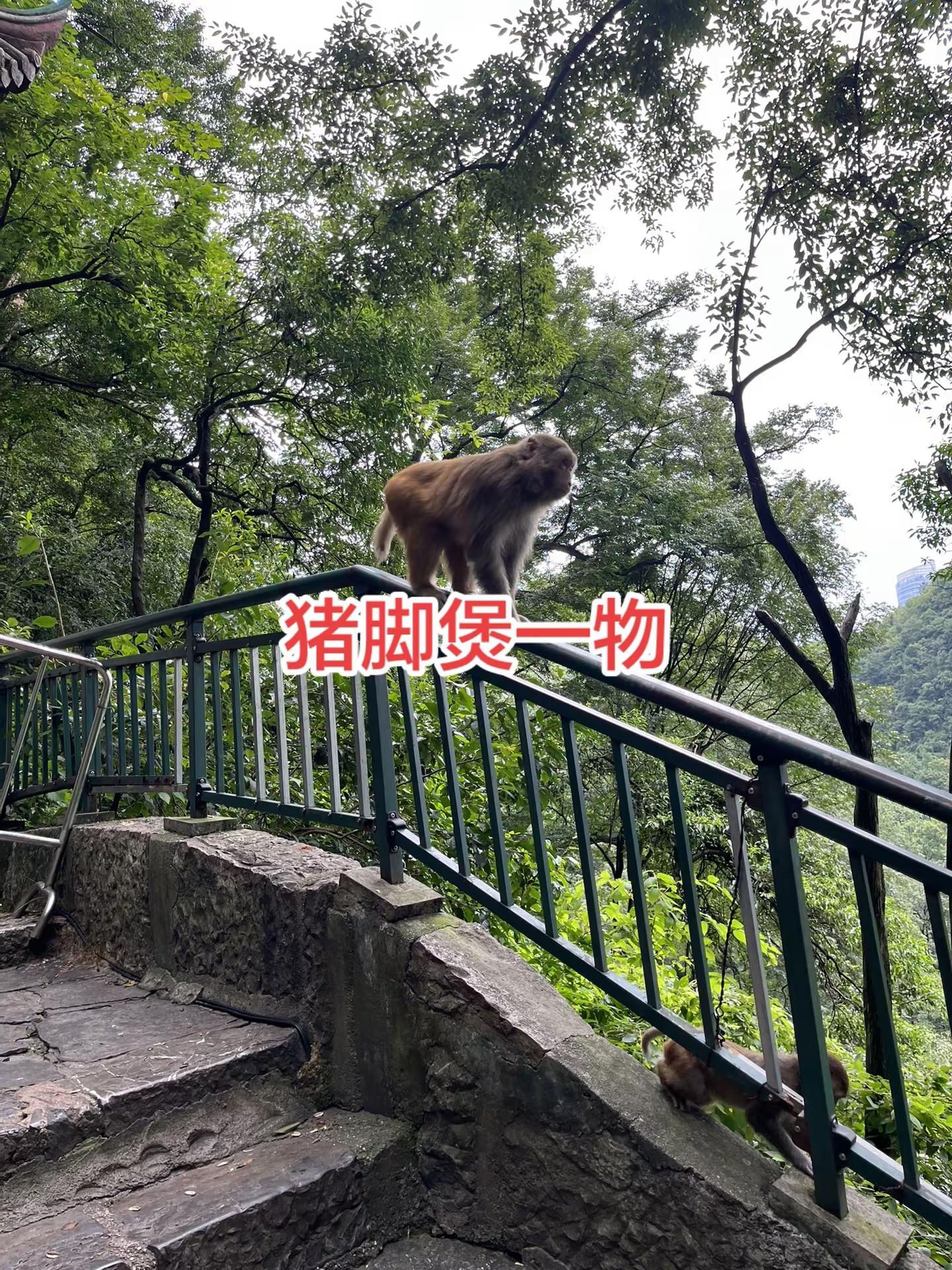 UFC格斗之夜暨精英之路上海站在上海东方体育中心举行，中国选手刘策在男子轻重量级比赛中，于首回合以重拳KO 巴西选手利维•罗德里格斯，赢得个人UFC首秀胜利，这也是当晚中国军团的首场胜利