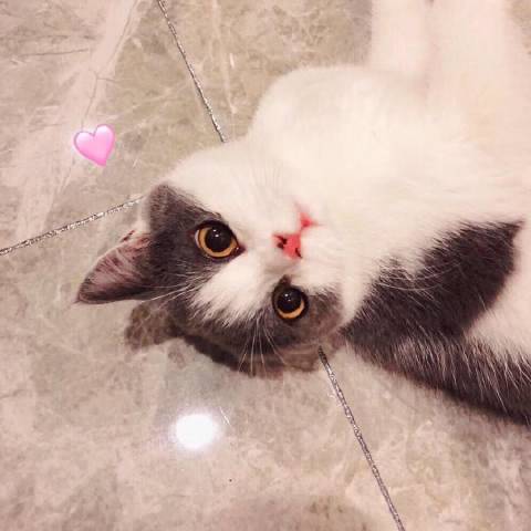 土肥圆是猫