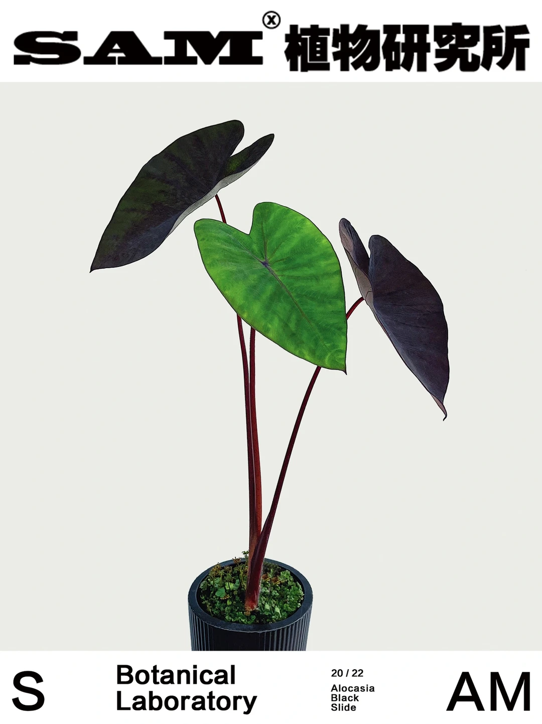 黑色滑道｜Alocasia Black Slide