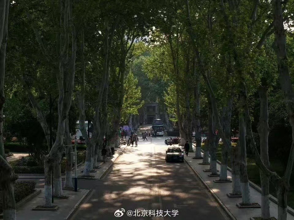 #有个好梦# 梧桐掩住晚风，把一天的疲惫都留在这条长路上，晚安～
（图源） ​