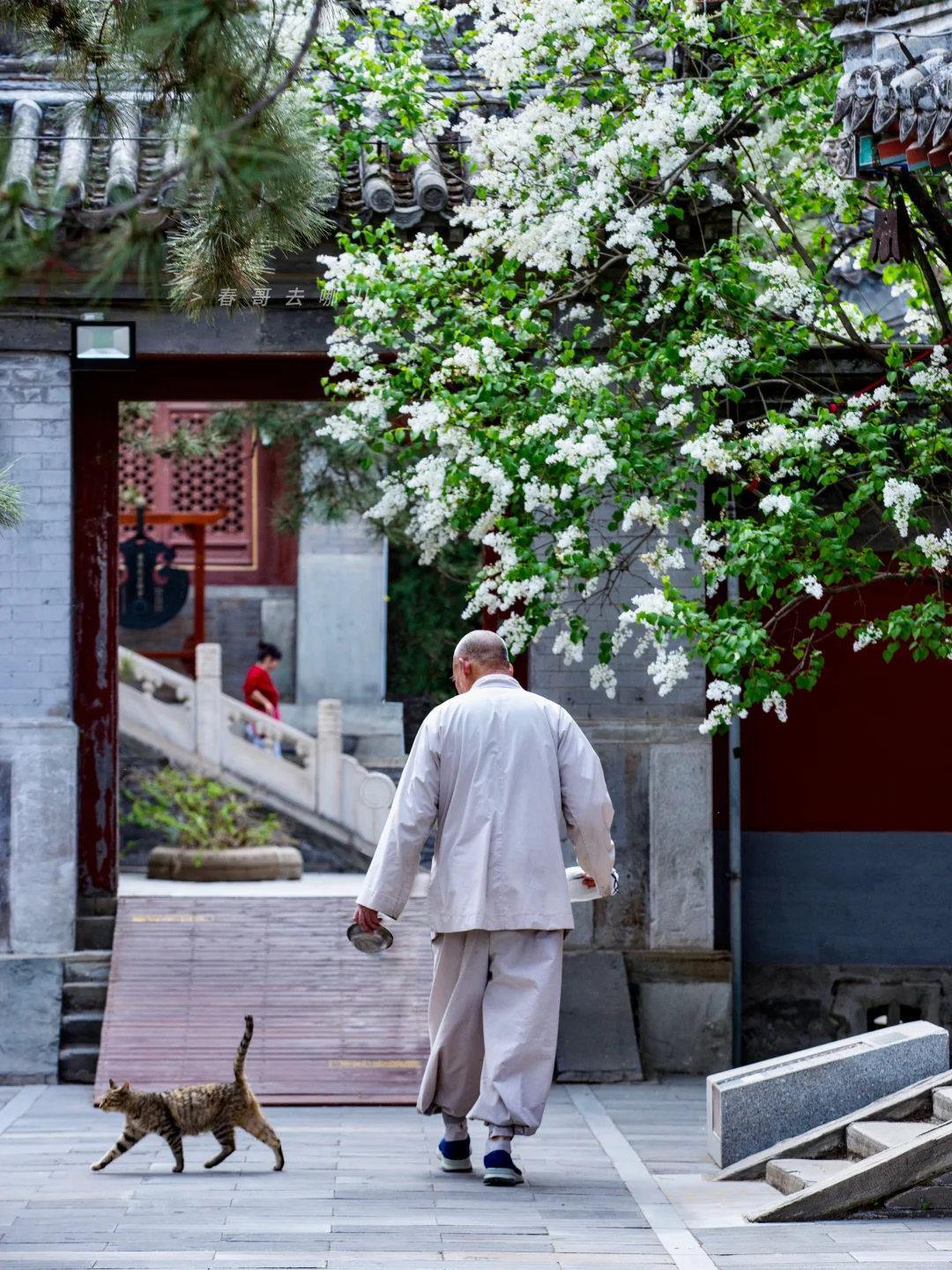 千万不要错过！2026戒台寺的古丁香！