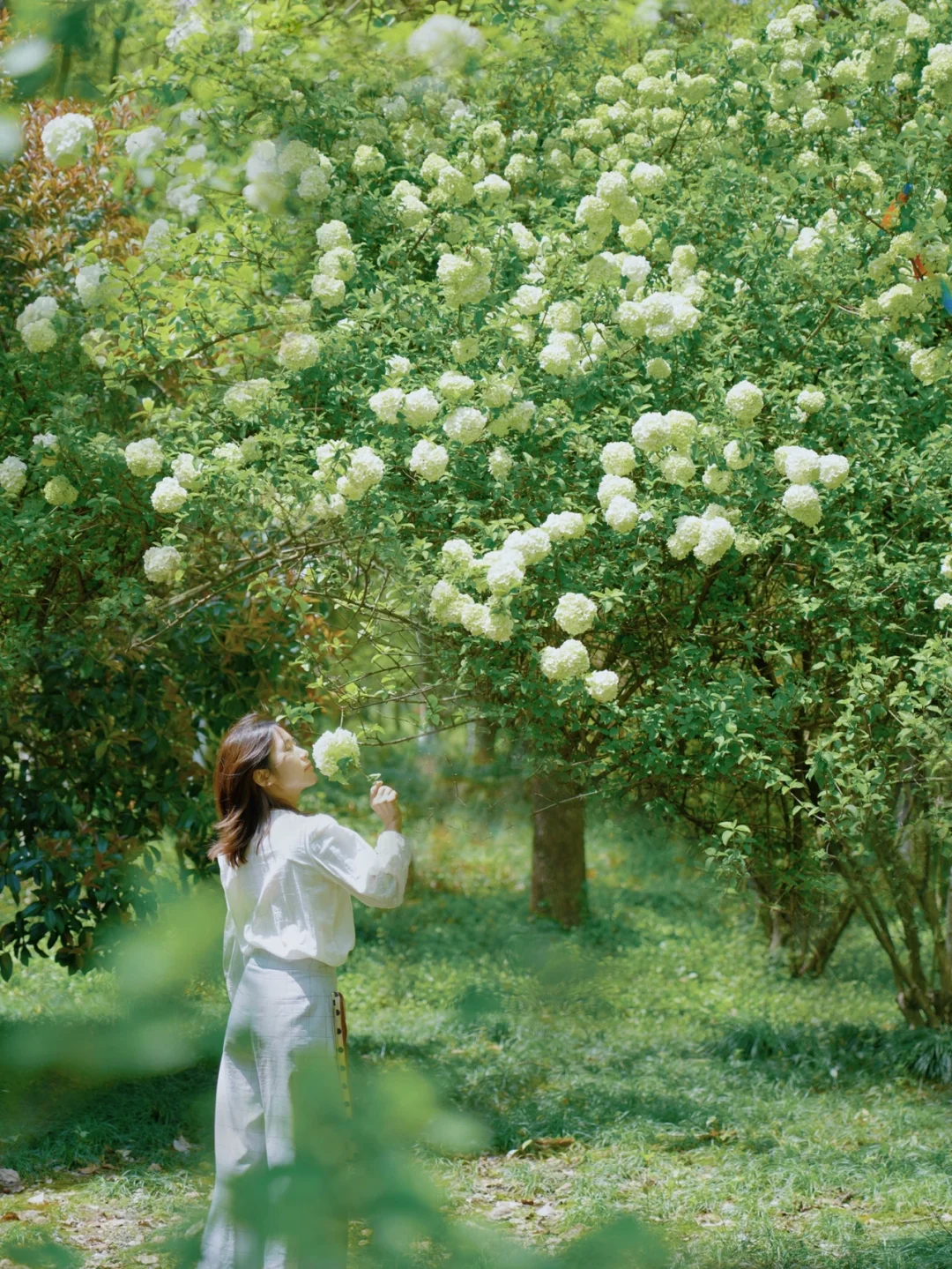 杭州春游圣地｜湘湖·木绣球花的法式浪漫