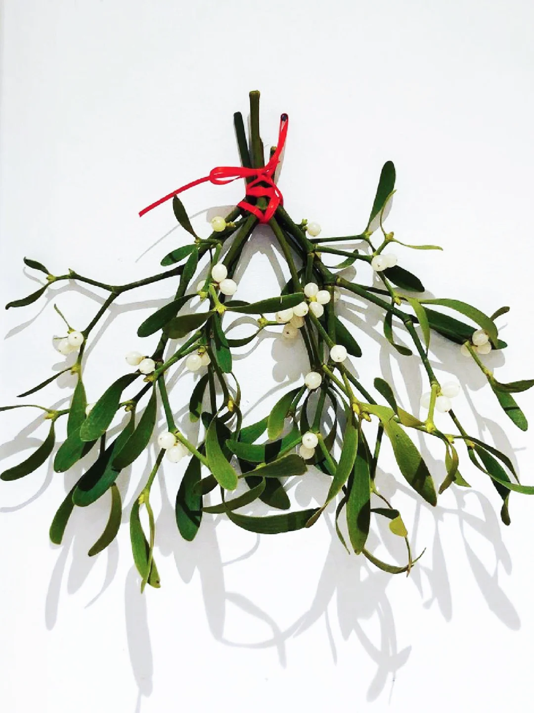 🍎圣诞快乐｜别犹豫了，槲寄生都帮你挂好了👀