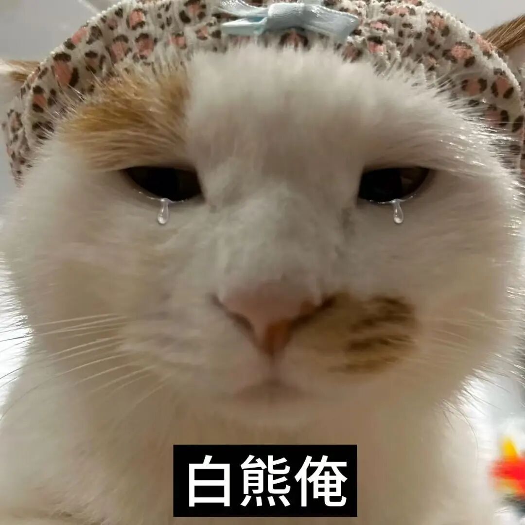 小猫可爱表情包