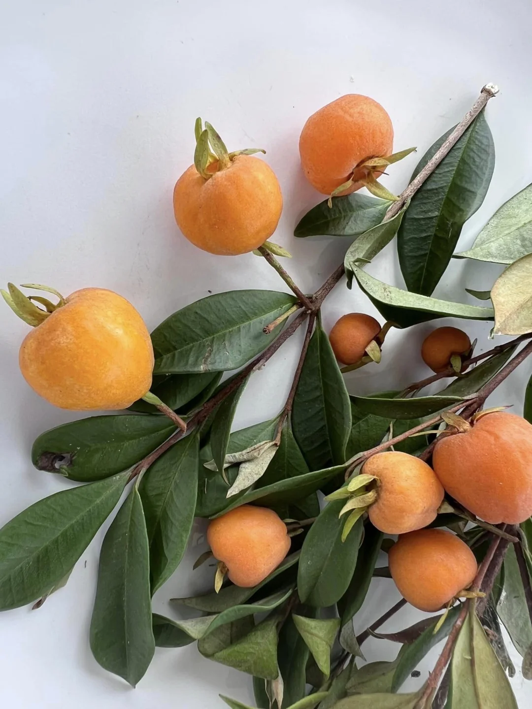 稀有桃金娘浆果Eugenia luschnathiana