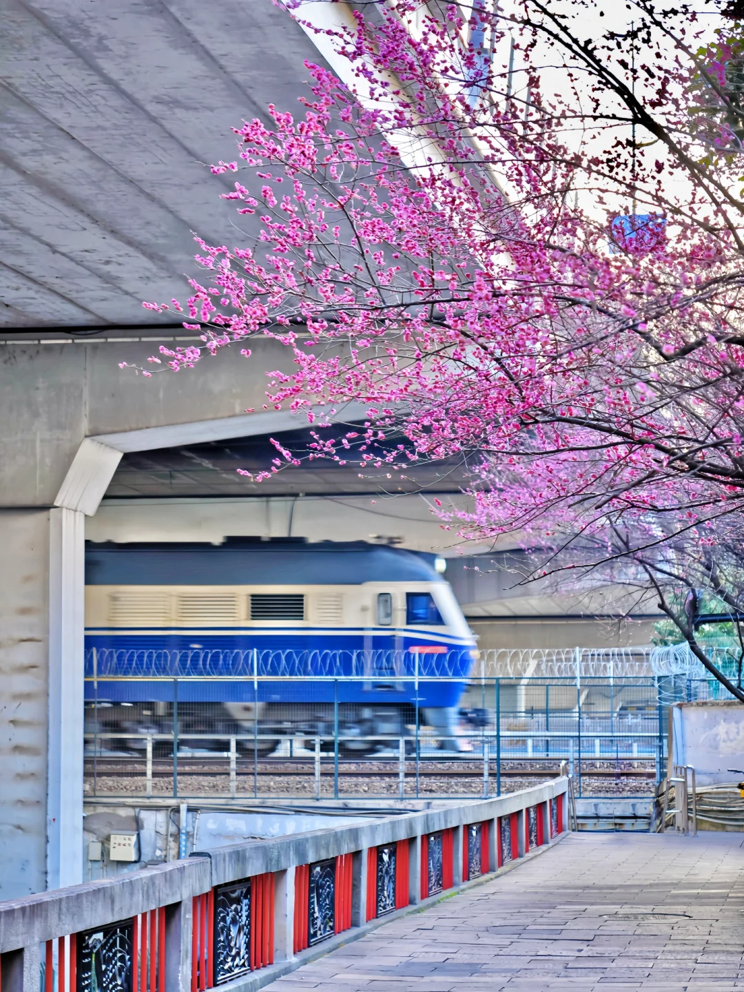 杭州梅花专列❗️❗️开往春天的列车发车啦🚄