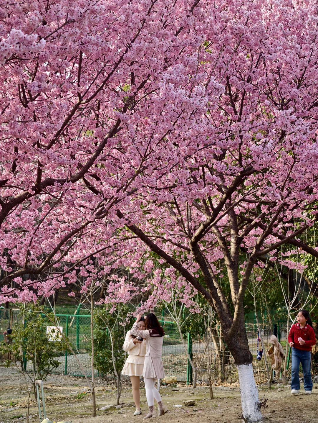 3.8live实拍！！春和景明在此刻具象化了！