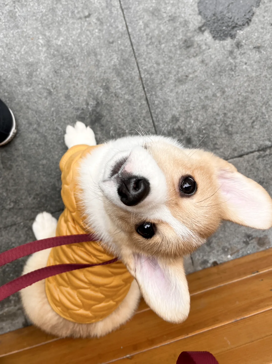 吸溜的日记本📒｜一脸无辜🦦