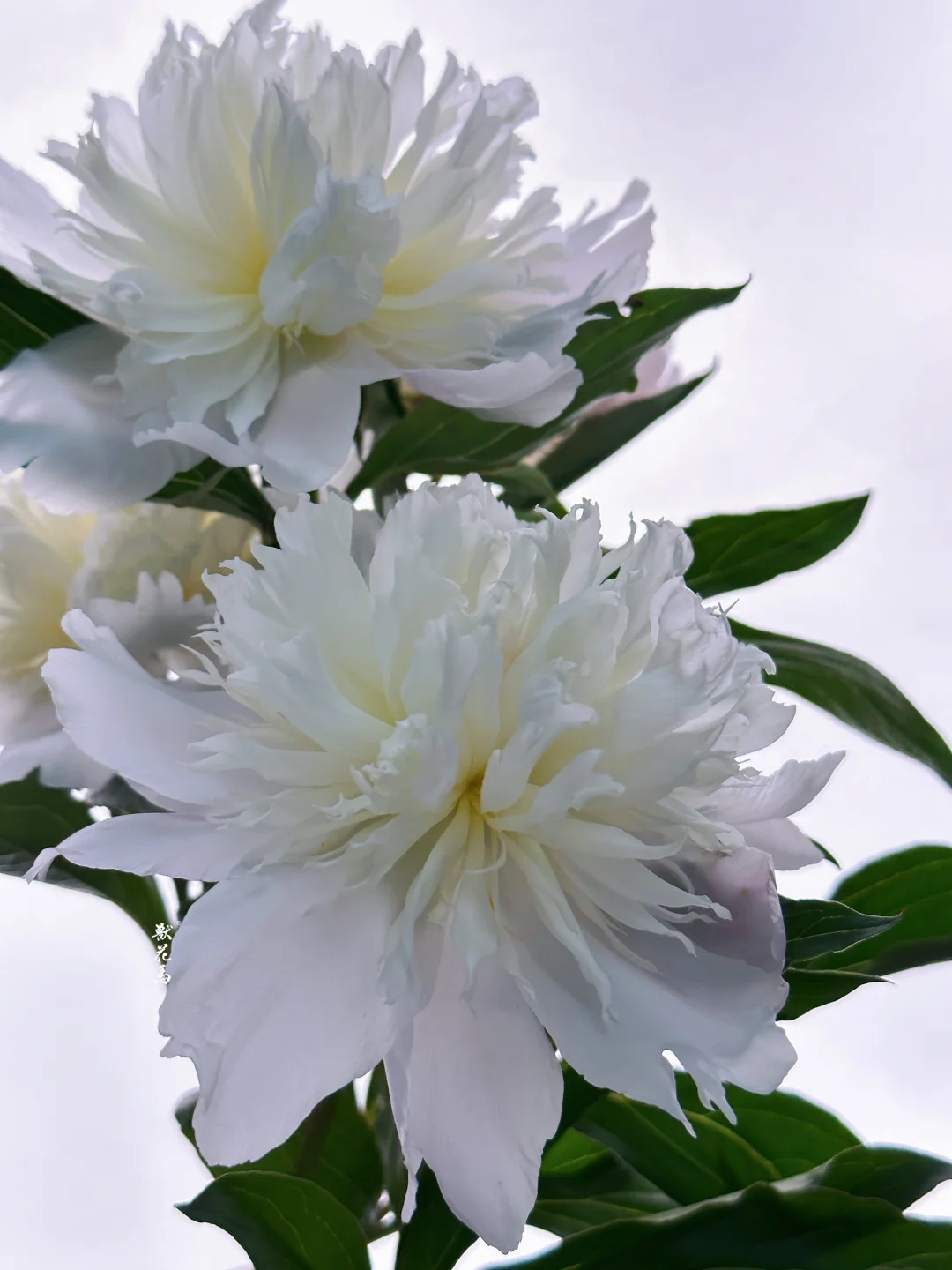 无痛实现芍药自由——国产芍药「凤羽落金池」