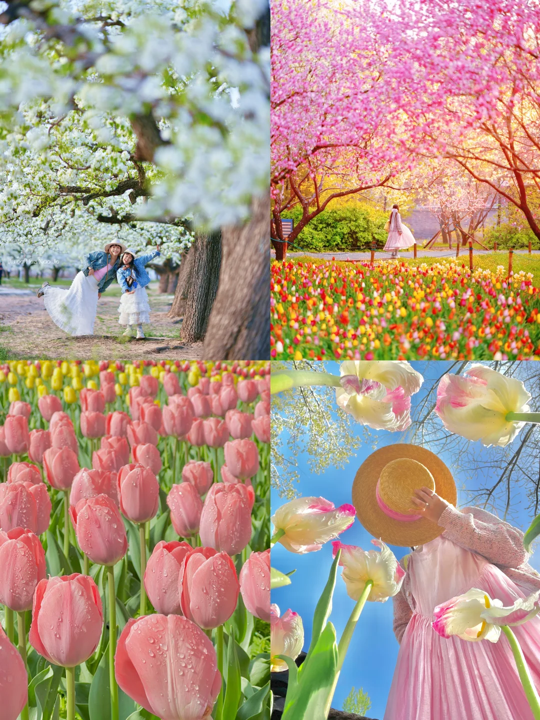 4.11🌷北京的春天夯爆啦！！